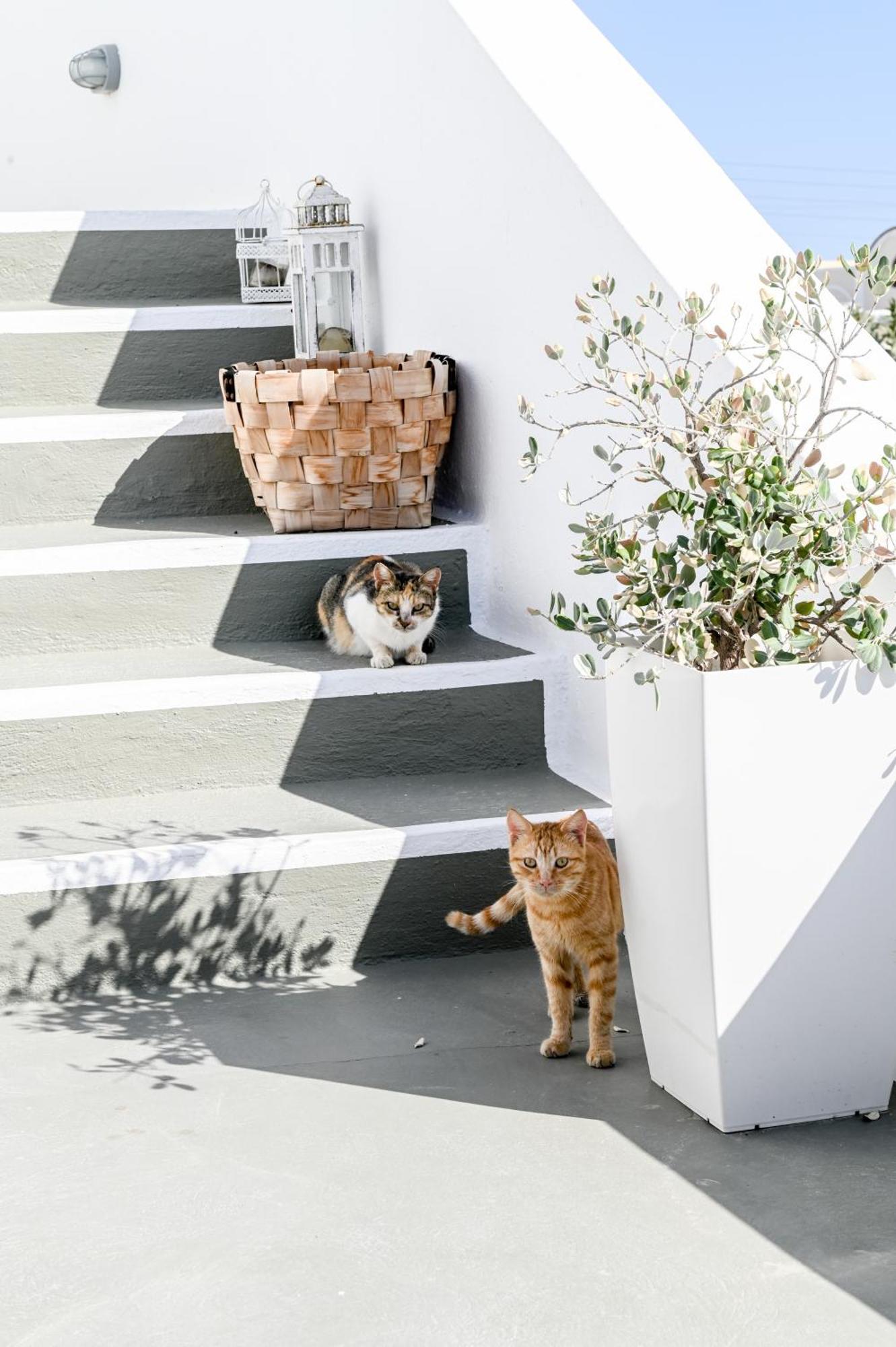 Akrotírion White Curves Santorini Bed & Breakfast エクステリア 写真
